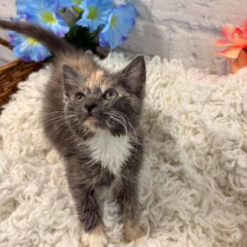 Raven -  Domestic Short Hair Cat for Adoption in Harrisonburg, Virginia - Raven | PetCurious