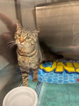 Domestic Short Hair Cats Available for Adoption in Clarksville, Tennessee - Barbour | PetCurious