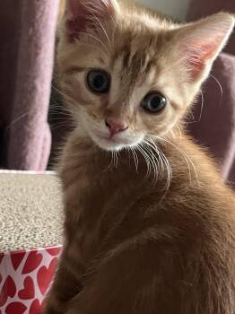 Kola -  Domestic Short Hair Cat for Adoption in Trenton, New Jersey - Kola | PetCurious