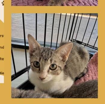 Rescue Tabby Cats for Adoption in Royal Palm Beach, Florida - LAILA/LUCA | PetCurious