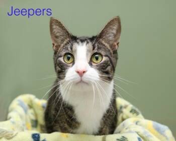 Rescue Domestic Short Hair Cats for Adoption in Parma, Ohio - Jeepers | PetCurious
