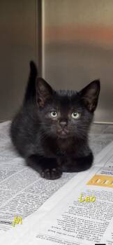 Leo -  Domestic Short Hair Cat for Adoption in Marion, Mississippi - Leo | PetCurious