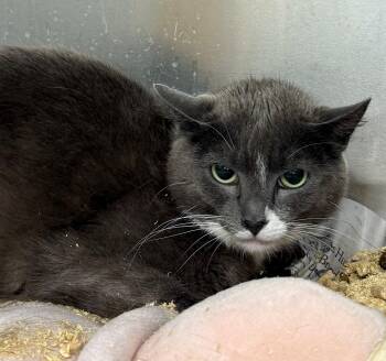 Filly -  Domestic Short Hair Cat for Adoption in Edison, New Jersey - Filly | PetCurious