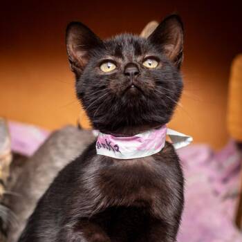 Stonks -  Domestic Short Hair Cat for Adoption in Hattiesburg, Mississippi - Stonks | PetCurious