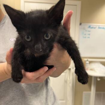 Mitchell -  Domestic Short Hair Cat for Adoption in Lake Panasoffkee, Florida - Mitchell | PetCurious
