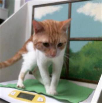 WALLE -  Domestic Short Hair Cat for Adoption in Houston, Texas - WALLE | PetCurious