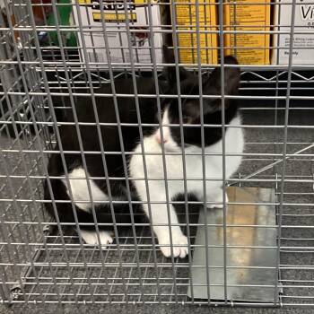 Song Tuxie 1 -  Domestic Short Hair Cat for Adoption in Montgomery, Alabama - Song Tuxie 1 | PetCurious