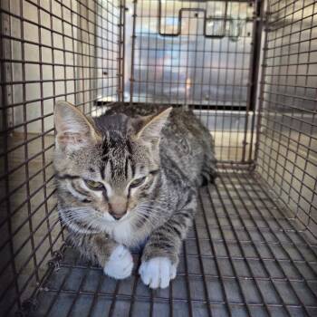 Domestic Short Hair Cats Available for Adoption - 02/12/2026-Stray-MartinLutherKingJrBoulevard | PetCurious