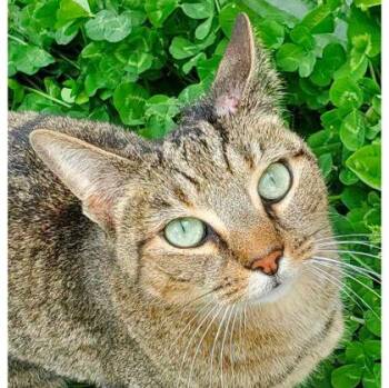 Clove -  Domestic Short Hair Cat for Adoption in Hudson, Massachusetts - Clove | PetCurious