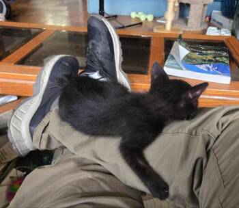 Prince Purrsalot -  Domestic Short Hair and American Bobtail Cat for Adoption in Pineville, Louisiana - Prince Purrsalot | PetCurious