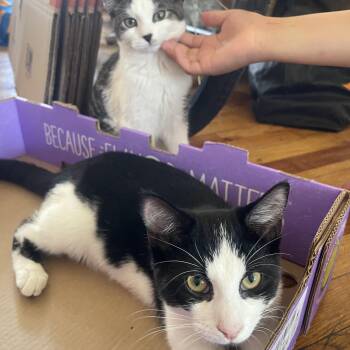 Oreo & Mochi -  Domestic Short Hair Cat for Adoption in Bayonne, New Jersey - Oreo & Mochi | PetCurious