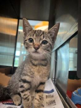 Domestic Short Hair Cats Available for Adoption in Baytown, Texas - CHRIS | PetCurious