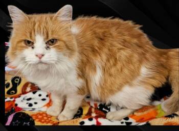 Rescue Maine Coon and Domestic Medium Hair Cats for Adoption in New Castle, Indiana - Jay | PetCurious