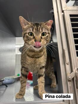 Pina Colada  -  Domestic Short Hair Cat Available for Adoption - Pina Colada  | PetCurious