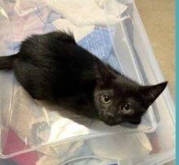Bacardi -  Domestic Short Hair Cat for Adoption in Raleigh, North Carolina - Bacardi | PetCurious