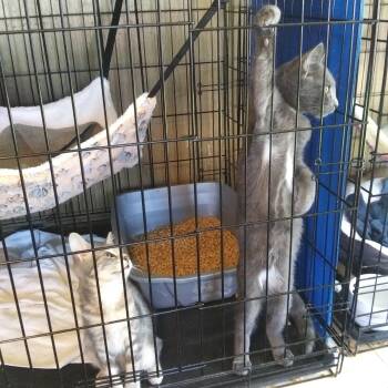 Jasper -  Domestic Short Hair Cat for Adoption in PORT WENTWRTH, Georgia - Jasper | PetCurious