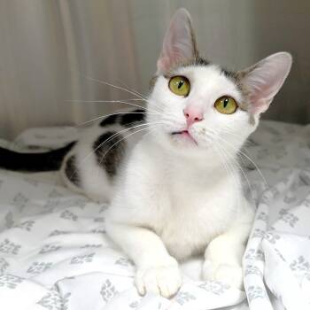 Rescue Domestic Short Hair Cats for Adoption in Michigan City, Indiana - Ladybug | PetCurious