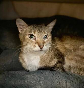 Domestic Short Hair Cats Available for Adoption in Westland, Michigan - Cutie | PetCurious