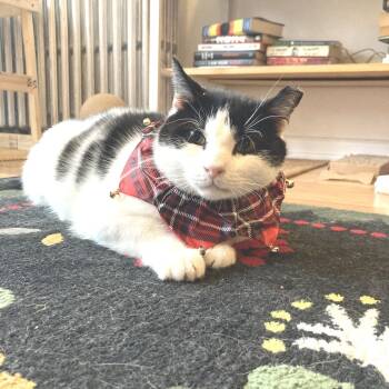 Rescue Domestic Short Hair Cats for Adoption - Avery 2 | PetCurious