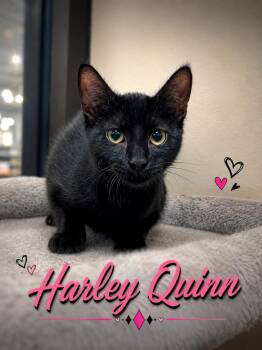 Harley Quinn -  Domestic Short Hair Cat for Adoption in Casselberry, Florida - Harley Quinn | PetCurious