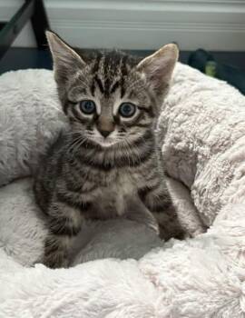Domestic Short Hair Cats Available for Adoption in Sainte-martine, Quebec - Matheo | PetCurious