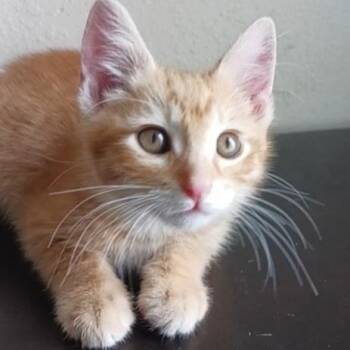 Tabby Cats Available for Adoption in Pasco, Washington - Mandarin | PetCurious