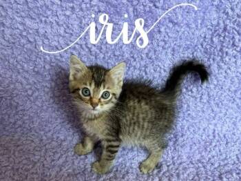 Rescue Domestic Short Hair Cats for Adoption in Rutherfordton, North Carolina - Iris | PetCurious