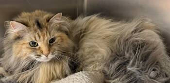 Domestic Long Hair Cats Available for Adoption in Edison, New Jersey - Mari | PetCurious
