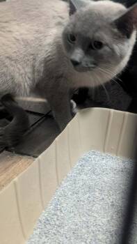 Domestic Short Hair Cats Available for Adoption in Metamora, Illinois - Luigi K-521 | PetCurious