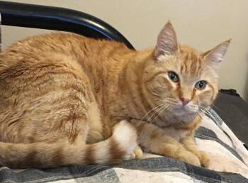 Domestic Short Hair Cats Available for Adoption in Anchorage, Alaska - Rusty | PetCurious