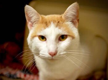 Rescue Domestic Short Hair Cats for Adoption in Portland, Oregon - Johnathon | PetCurious