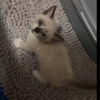Samwise -  Siamese and Domestic Short Hair Cat for Adoption in Buffalo, Minnesota - Samwise | PetCurious