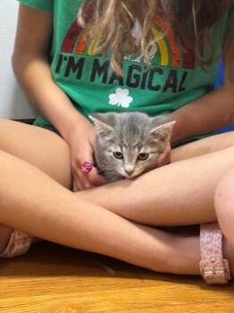 Tuck -  Domestic Short Hair Cat for Adoption in Grand Rapids, Michigan - Tuck | PetCurious