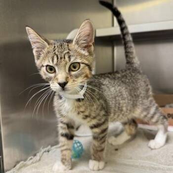 Vega -  Domestic Short Hair Cat for Adoption in Richmond, Virginia - Vega | PetCurious