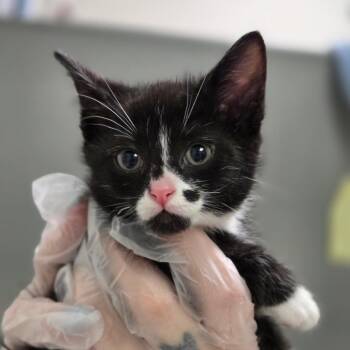 Erwin -  Domestic Short Hair Cat for Adoption in Charleston, West Virginia - Erwin | PetCurious