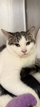 Rescue Domestic Short Hair Cats for Adoption in Grants Pass, Oregon - Daiquiri | PetCurious