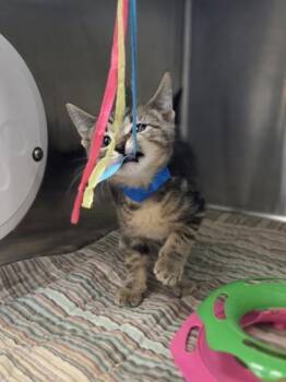 Spring Mix -  Domestic Short Hair Cat for Adoption in Westland, Michigan - Spring Mix | PetCurious