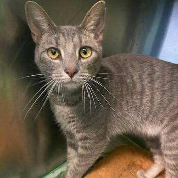Tiger -  Domestic Short Hair Cat for Adoption in Dayton, Ohio - Tiger | PetCurious