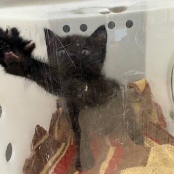 Domestic Short Hair Cats Available for Adoption in Columbus, Georgia - Pug | PetCurious
