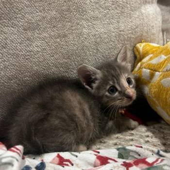 Thimble -  Domestic Medium Hair Cat for Adoption in Pasadena, California - Thimble | PetCurious