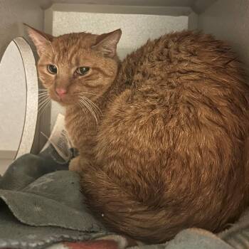 Tomato -  Domestic Short Hair Cat for Adoption in Mason City, Iowa - Tomato | PetCurious