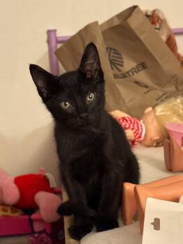 NOAH -  Domestic Short Hair Cat Available for Adoption in Holbrook, New York - NOAH | PetCurious