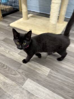 Rescue Domestic Short Hair Cats for Adoption in West Mifflin, Pennsylvania - Barbie | PetCurious