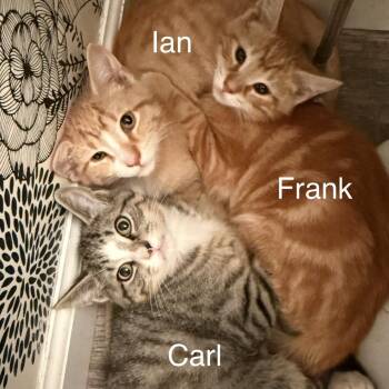 Carl -  Domestic Short Hair Cat for Adoption in Buffalo, New York - Carl | PetCurious