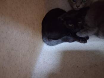 SVETA -  Domestic Short Hair Cat for Adoption in Santa Fe, New Mexico - SVETA | PetCurious