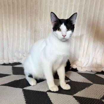 Penny -  Domestic Short Hair Cat for Adoption in Foley, Alabama - Penny | PetCurious