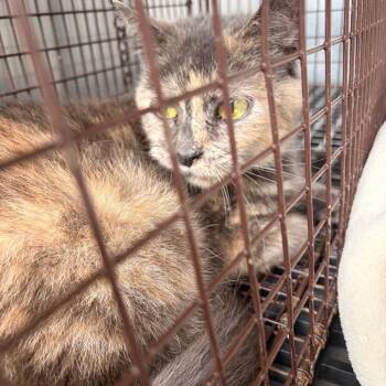 Cherry Cola -  Domestic Short Hair Cat for Adoption in Philadelphia, Pennsylvania - Cherry Cola | PetCurious
