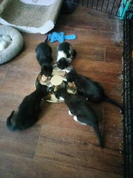 Stanley -  Domestic Short Hair Cat for Adoption in Alafaya, Florida - Stanley | PetCurious