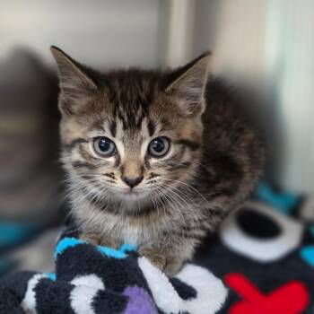 Domestic Medium Hair Cats Available for Adoption in Jefferson City, Tennessee - Poison Ivy | PetCurious