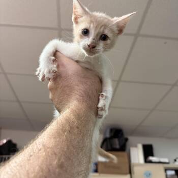 Four -  Domestic Short Hair Cat for Adoption in Columbia, South Carolina - Four | PetCurious